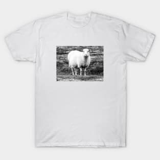 Icelandic Sheep T-Shirt